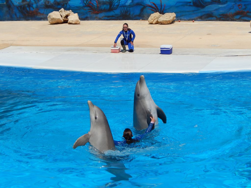 înot cu delfinii la Marine Park Malta