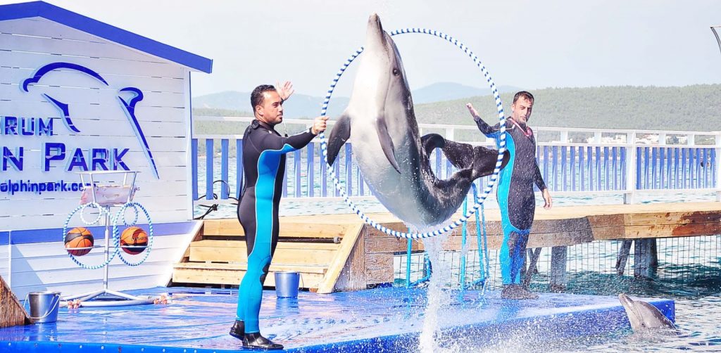înot cu delfinii la Bodrum Dolphin Park, Bodrum, Turcia
