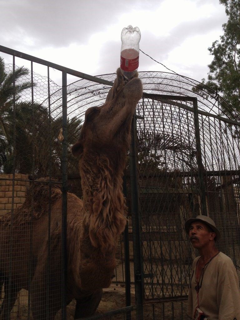 grădina zoologică - vacanță în Tunisia