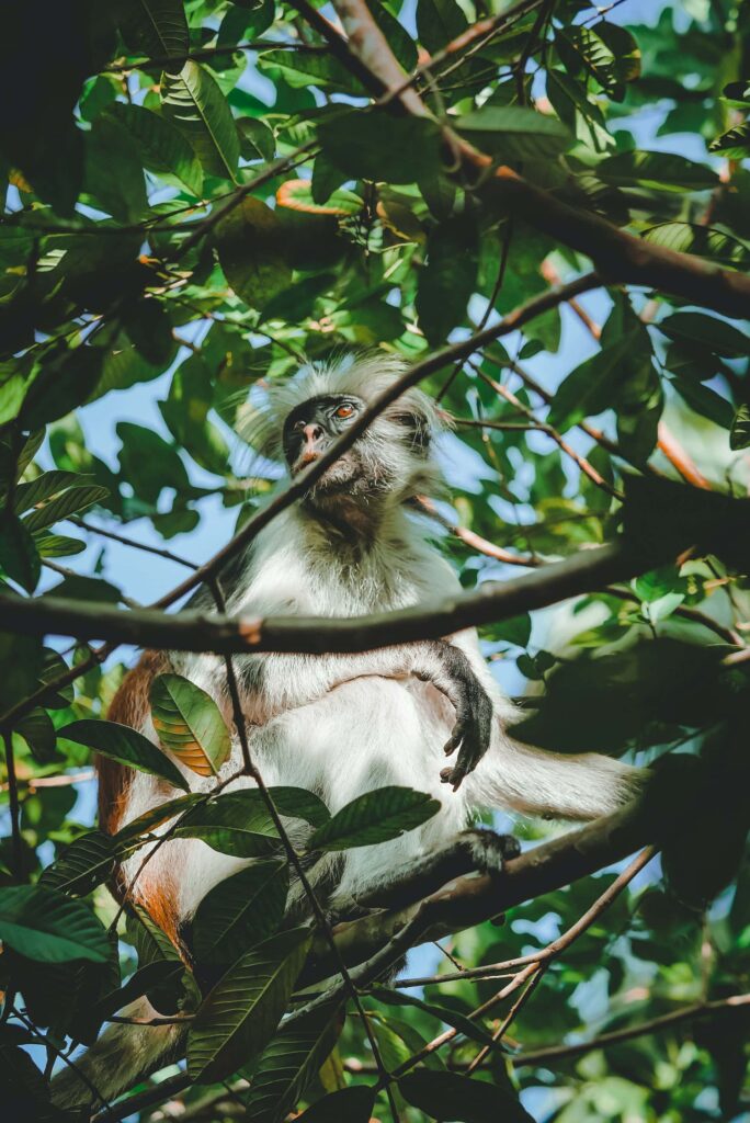 sejur Zanzibar