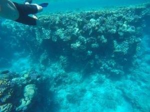 Scuba diving în Marea Roșie, Egipt