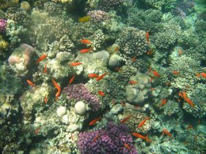Sejur all inclusive în Hurghada, Egipt