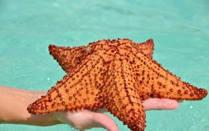 Steaua de mare, Punta Cana, Republica Dominicană