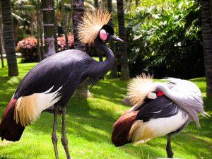 bilete la Loro Parque Tenerife