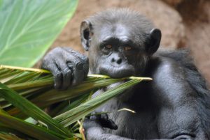 Loro Parque Tenerife