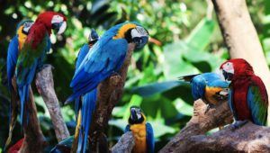 vacanta in Tenerife, la Loro Parque