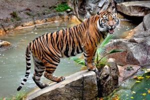 vacanta in Tenerife, la Loro Parque