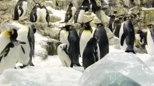 vacanta in Tenerife, la Loro Parque