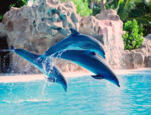 vacanta in Tenerife, la Loro Parque