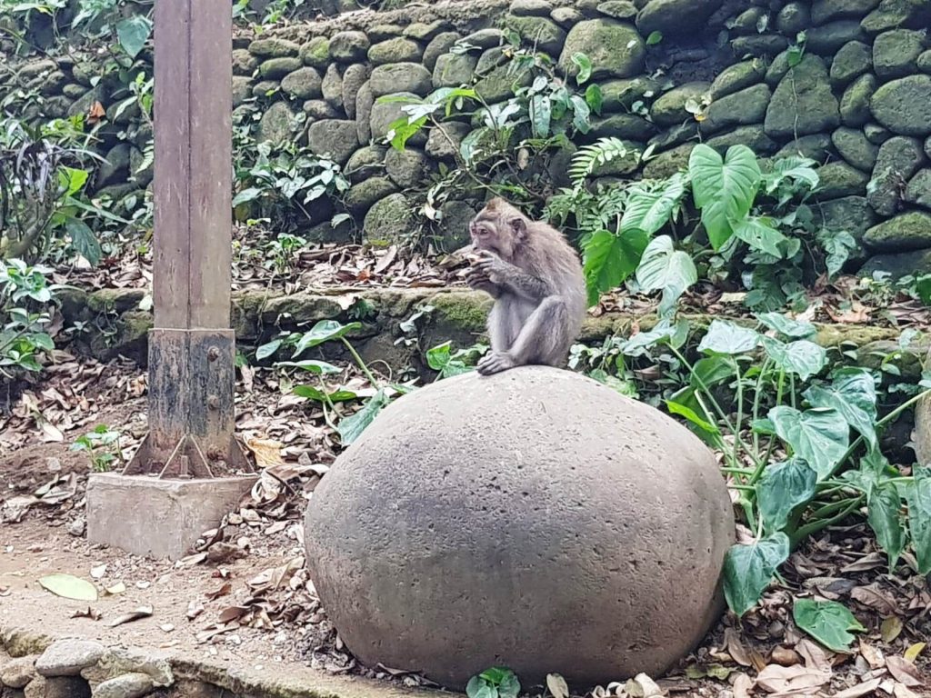 Vacanţele turiştilor în Bali: Ubud Monkey Forest, foto ANCAPAVEL.RO