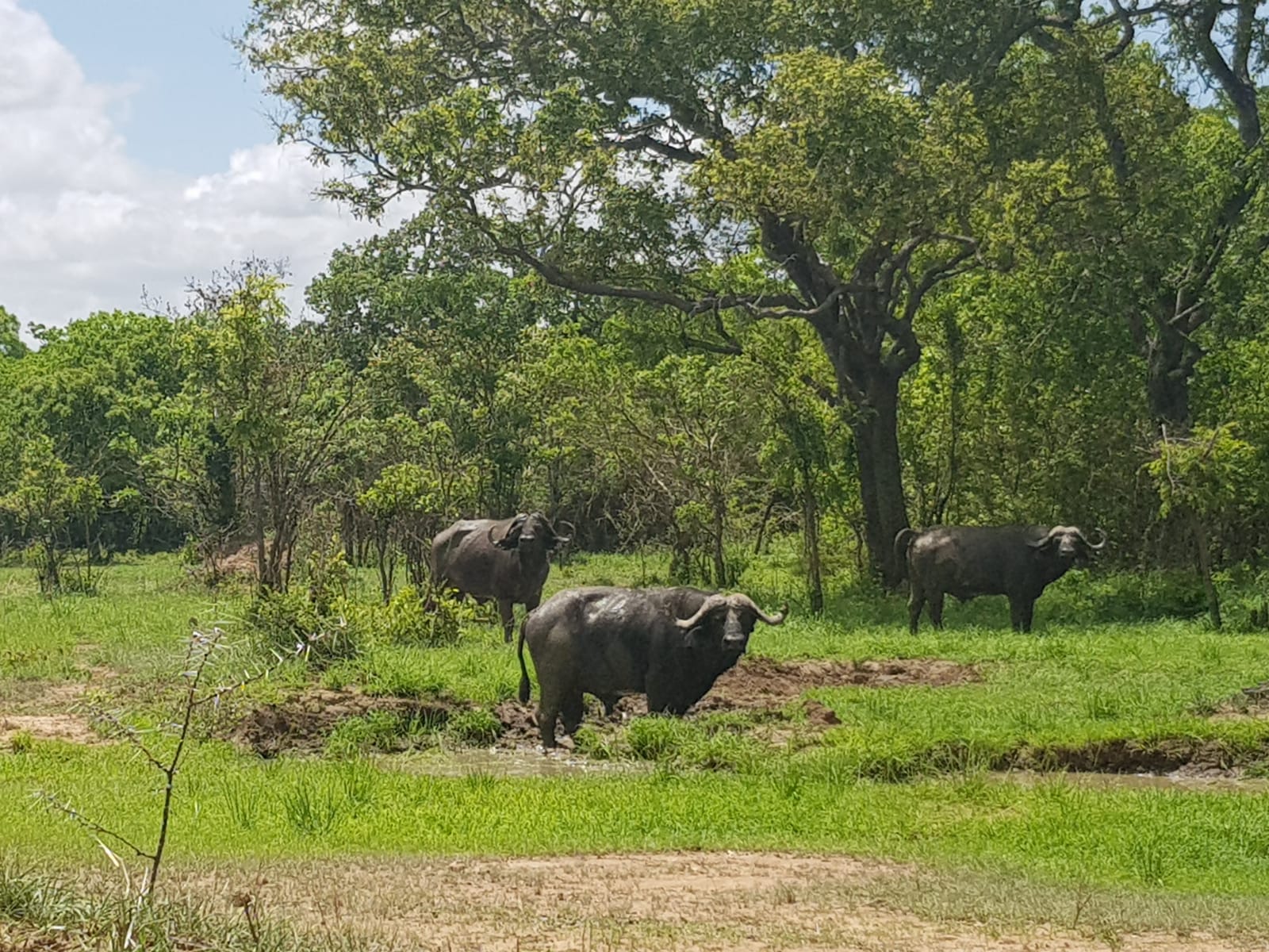 Safari în Tanzania, foto @ANCAPAVEL.RO