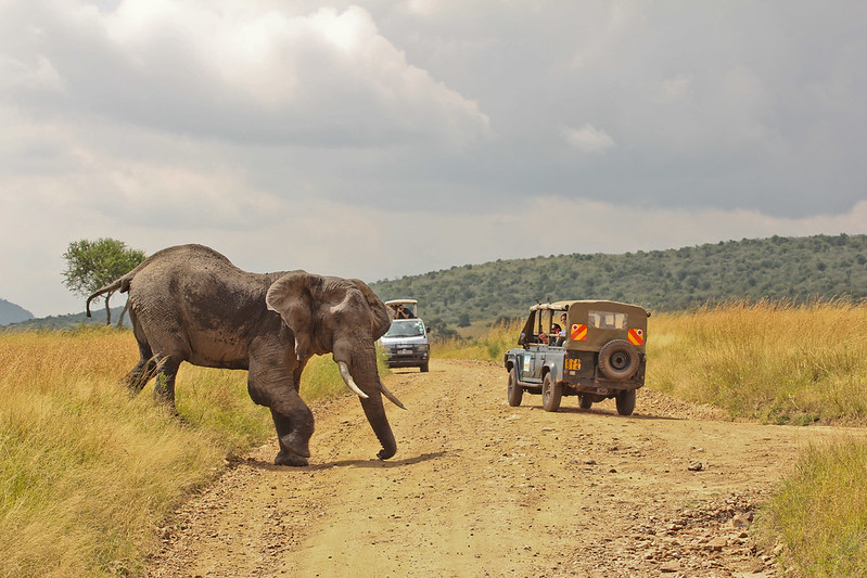 Safari în Kenya, foto@flickr.com