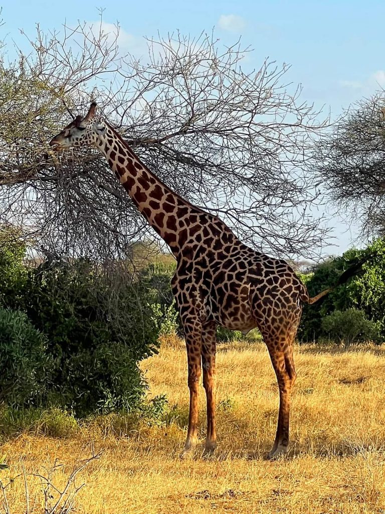 #VacanteleTuristilorMei: Parcul Naţional Tsavo, Kenya, foto@ANCAPAVEL.RO