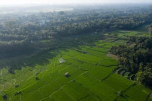 The Samaya Ubud Resort