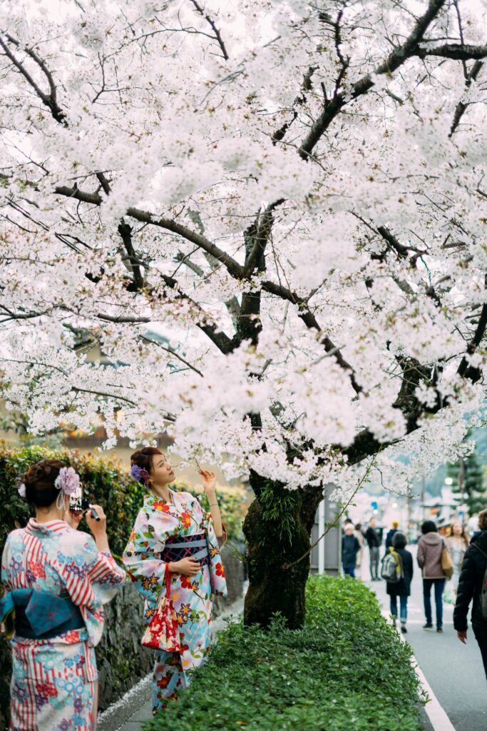 Sakura, spectacolul florilor de cireș din Japonia, foto@bady abbas