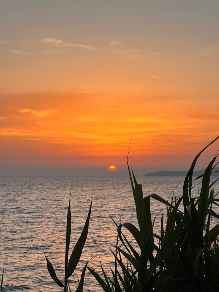 Apus in insula Corfu, Grecia