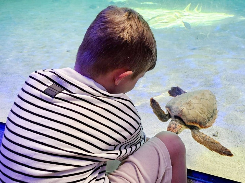 Oceanografic din Valencia, Spania