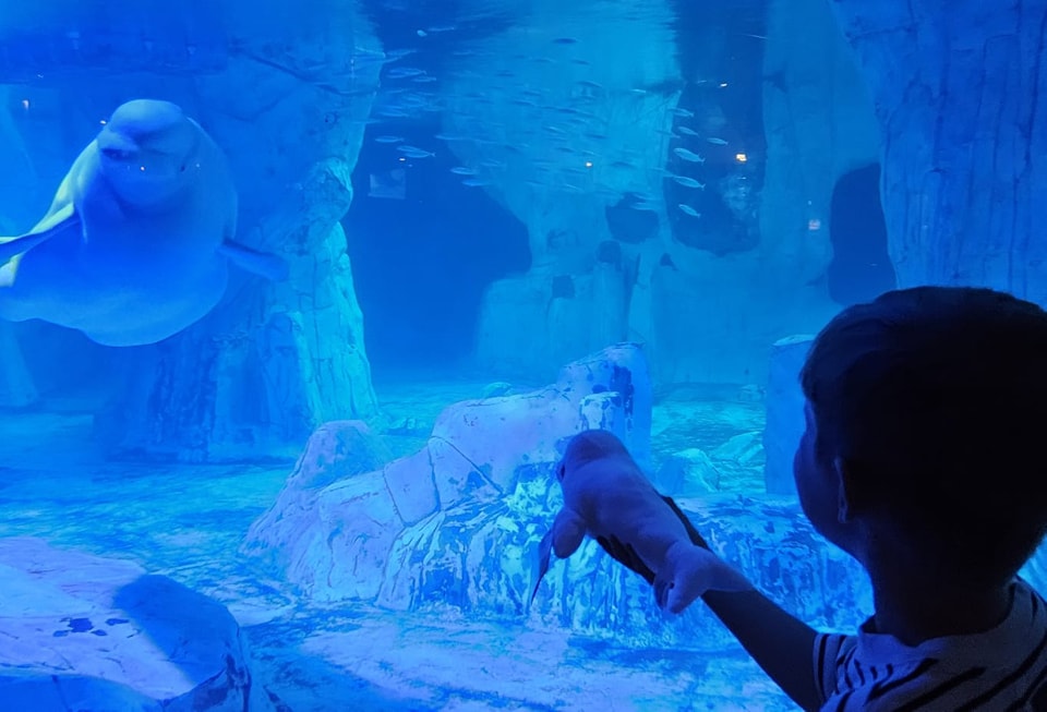 Oceanografic din Valencia, Spania