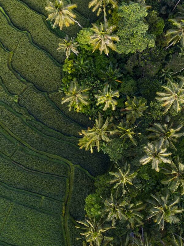 oferta vacanta Revelion in Ubud, Bali