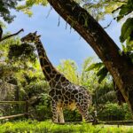 Singapore Zoo