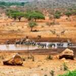 Kilaguni Serena Safari Lodge - Tsavo West