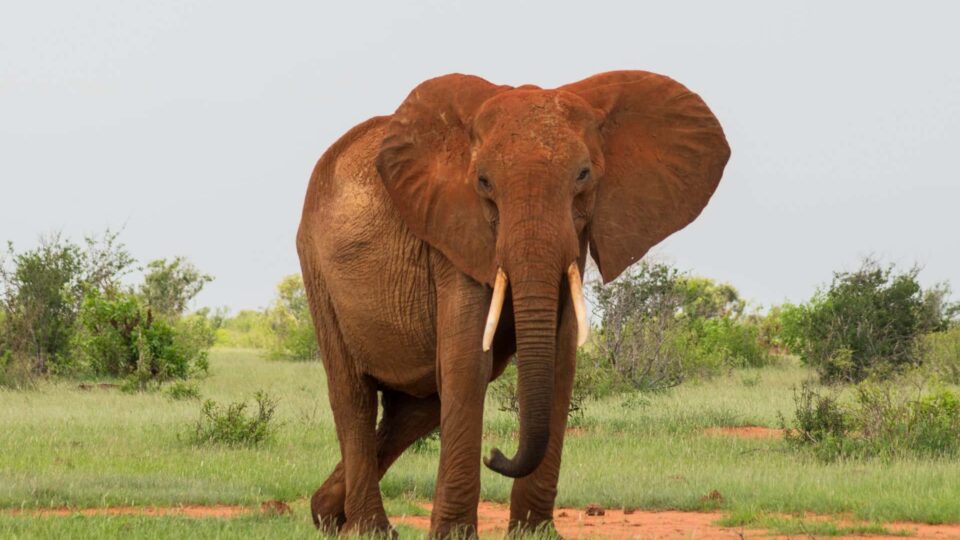 oferta vacanta Kenya, Safari in Tsavo